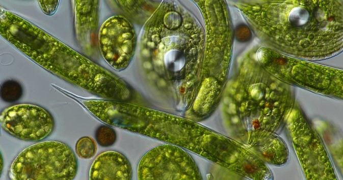 Die Mysterien der Mikroalgen-Ernährung: Gesundheit im Miniaturformat
